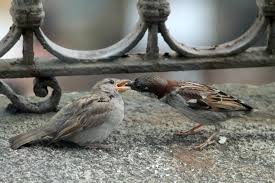 Fotograf Kus Balkon Gaga Yemek Fauna Omurgali Isvicre Ispinoz Bellinzona Ev Serce Kus Tungusu Emberizidae Imbeccare 2048x1366 785052 Ucretsiz Resimler Pxhere