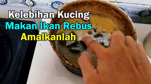 Kami telah merangkum 16 rekomendasi merk makanan kucing lengkap dengan harga nya. Kelebihan Kucing Makan Ikan Rebus Yang Ramai Tak Tahu Youtube