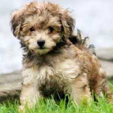 $300 to $1,000 — puppy mill puppies $1,000 to $1,400 — newer breeders $1,400 to $2,800 — high quality, long term breeders you will want to stay away from the first bunch in the lower price range. Havapoo Puppies For Sale Available In Phoenix Tucson Az