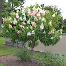 We did not find results for: How To Prune A Hydrangea Tree Laidback Gardener