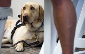In april 2019, american airlines' pet policy requirements for emotional support animals were revised. American Airlines Issues New Rules For Support Animals Fort Worth Star Telegram