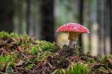 Fungi Foray Field Trip
