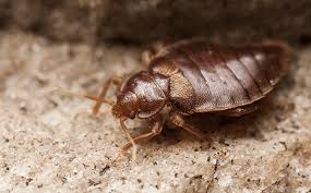 Carolina pest management is charlotte's #1 source for bed bug control. Blog Warning Signs Of Bed Bug Infestation In North Carolina Homes