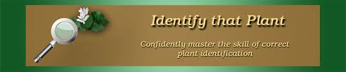Plant Id Websites Identify That Plant