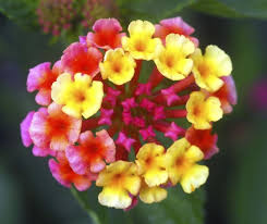 Pin On Gardening