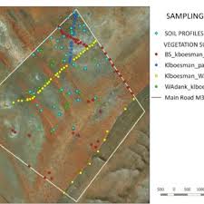 Image result for Eriocephalus luederitzianus