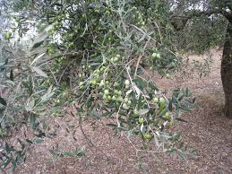 Huile D Olive Sarde Casa Della Sardegna