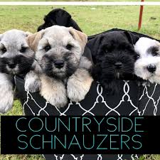 Find schnauzer in dogs & puppies for rehoming | find dogs and puppies locally for sale or adoption in ontario : Belmont Boutique Miniature Schnauzers Home Facebook