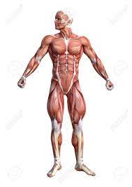 Über 7 millionen englischsprachige bücher. Human Anatomy Map Koibana Info Anatomia Musculos