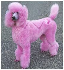Pink Poodle Every Little Girls Loves This Pink Puppy Poodle Pink Poodle