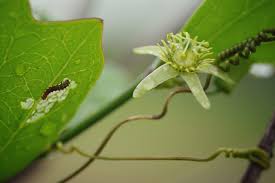 Image result for Passiflora suberosa