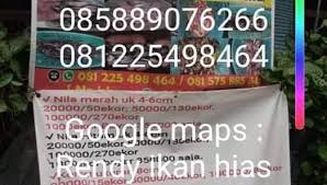 Ikan hias channa asiatica small snakehead channamaru chana air tawar. Rendy Ikan Hias Home Facebook