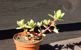 Image result for Crassula globularioides