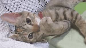 日航機墜落事故の肉片-衝撃的な現場の様子