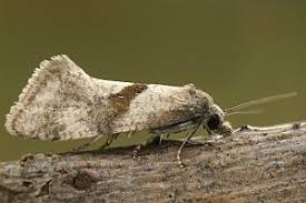 Image result for Cochylidia implicitana