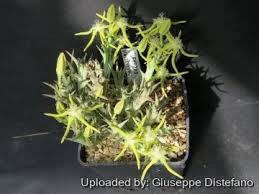 Image result for Orbea rogersii