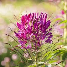 Image result for Cleome iberidella