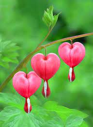Object Not Found Beautiful Flowers Pretty Flowers Bleeding Heart Flower