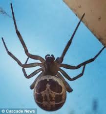 Its venom is toxic and painful, leaving victims to feel the effects long after venom 15 times stronger than a rattlesnake — the black widow spider. False Widow Spider Baby Found Holding Arachnid By Mother Daily Mail Online