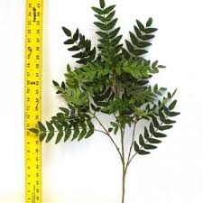 The willow acacia is a sizeable thornless shrub or small weeping tree with slender linear leaves, brown seed pods, and yellow puffball flowers. Artificial Acacia Tree Treescapes Plantworks