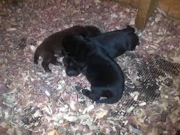 Akc 3 beautiful male chocolate lab puppies. Chocolate Lab Pups Pets And Animals For Sale North Carolina
