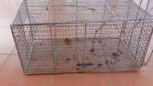 Ferocious Musang Escapes From A Trap Youtube