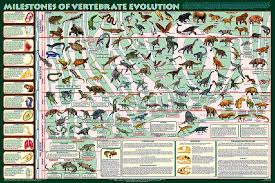 Milestones Of Vertebrate Evolution Extraordinary Poster By