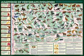 milestones of vertebrate evolution extraordinary poster by