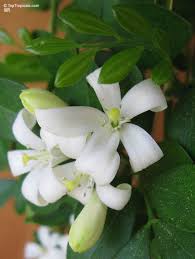 Image result for Murraya paniculata
