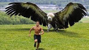 Die 10 Grossten Vogel Der Welt Youtube