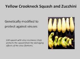 How is zucchini genetically modified. Gmo Power Point By Sharlah Reynolds Vocabulary Vocabulary