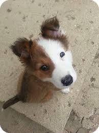 Know what you're getting into as an owner of a border collie. Columbus Oh Border Collie Meet Patch A Pet For Adoption