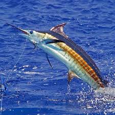 H A W A I I A N B L U E Tackle Any Big Game With Our Full Line Of Oceanessentials Www Pelagicgear Co Blue Marlin Fish Fishing Trip Big Game Fishing