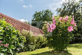 Folklore im garten in wiesbaden. Hibiskus Im Garten Wandposter Poster Gebaude Gartenarbeit Farbige Myloview De