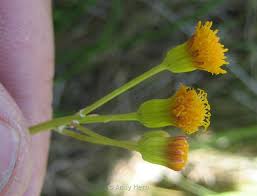 Image result for Emilia debilis