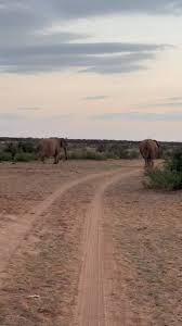 Image result for Phaeoptilum spinosum