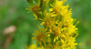 Rosalee Goldenrod Is Plentiful All Throughout N America Offers A Plethora Of Healing Virtues Goldenrod Tea Herbs Healing Garden Herbs For Allergies
