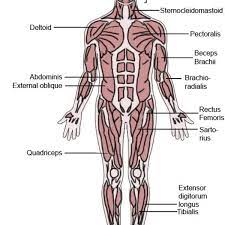 List of all muscles in the legs. The Latin Roots Of Muscle Names Owlcation