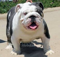 We had a litter of 9 english bull dogs and currently have 4 left 4 males full for sale stunning litter of french bulldogs.mum is fawn with black mask full kc reg with 5 generation papers dad is lilac and tan carrying cream and one. Black And White English Bulldog Standing In Sand Bulldog English Bulldog Puppies English Bulldog