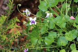 Image result for Viola hederacea