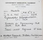 Image result for Crotalaria longithyrsa