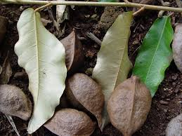 Image result for Heritiera