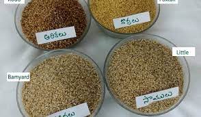 Millets Types Chirudhanyalu In Telugu Bamyard Millet Udalu In Telugu Foxtail Millet Korralu In Telugu Little Mill Baby Food Recipes Millet Health Food