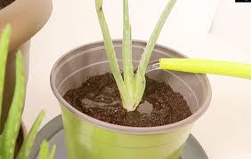 Aloe vera erfordert keine hohe bodenfruchtbarkeit. Aloe Vera Vermehren Ableger Kindel Einpflanzen Philognosie