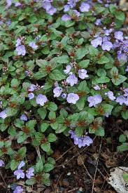 Even when not smothered with flowers, this speedwell remains attractive thanks to its lush foliage of small. Waterperry Blue Speedwell Veronica Waterperry Blue In Naperville Aurora Batavia Oswego Chicago Wheaton Illinois Il At The Growing Place
