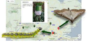 Image result for caterpillar box tree moth inside buxus plant