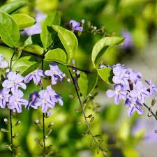 Check spelling or type a new query. Duranta Plant Care And Growing Guide