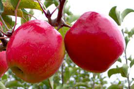 If you try this, you will definitely not get pink lady apples, you will get something random, and you might have to wait 7 to 10 years before you get any fruit at all. Pink Lady Apple Tree Propagation Horticulture 202 2015