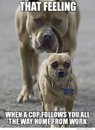 24 Hilarious Dogs With Captions To Brighten Your Day Playbarkrun Animal Humour Funny Animals Funny Animal Pictures