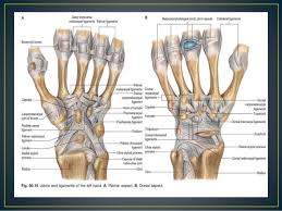 Here presented 53+ skeleton hand drawing on hand images for free to download, print or share. Hand Anatomy Ligaments Anatomy Drawing Diagram